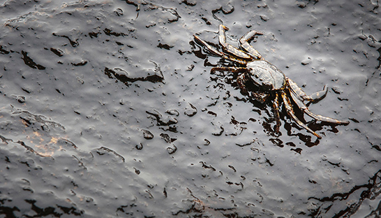 Using AI to better detect and tackle oil spills in open seas and inland waterways